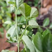 Meineckia parvifolia (Wight) G.L.Webster